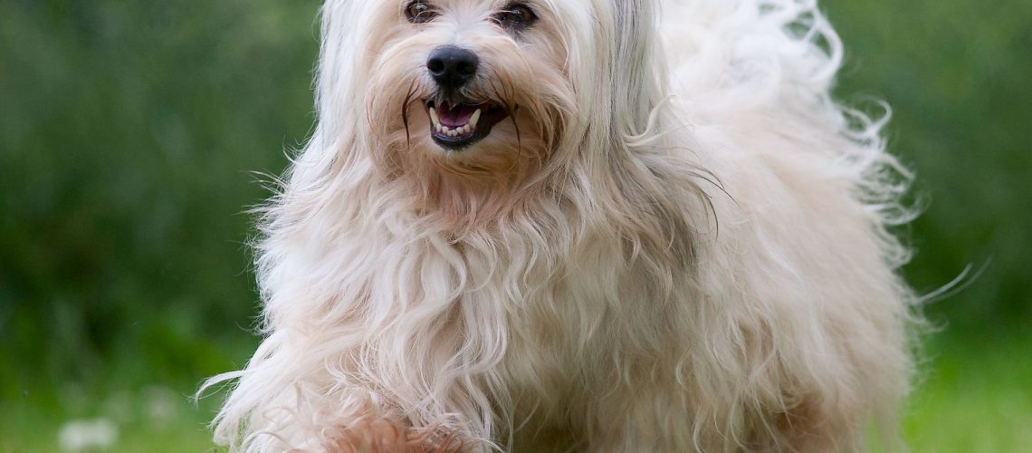 Havanese: Dog Breed Characteristics & Care-WildCreaturey