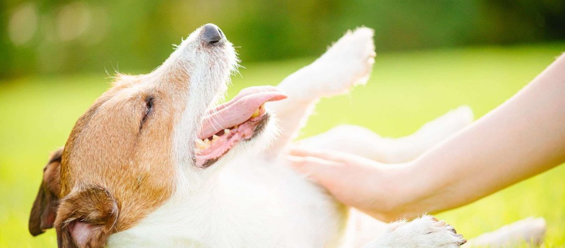 Heat Rash in Dogs-WildCreaturey