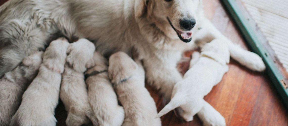 Helping a Dog in Labor-WildCreaturey