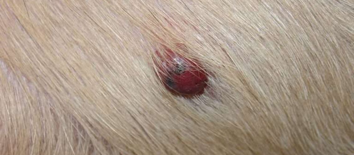 Hemangiosarcoma in Dogs-WildCreaturey