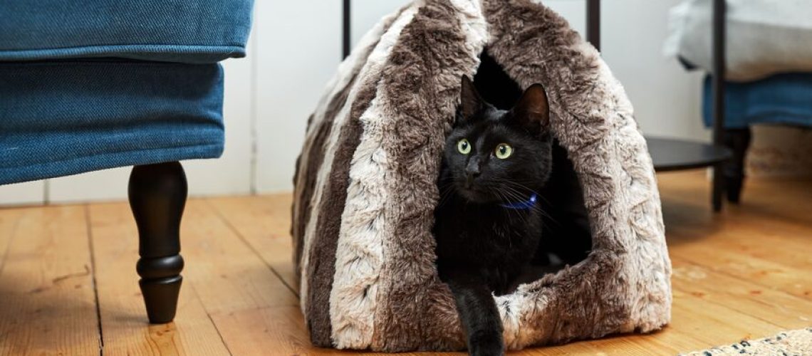 Hide & Seek Unraveling Your Cats Hiding Spots..