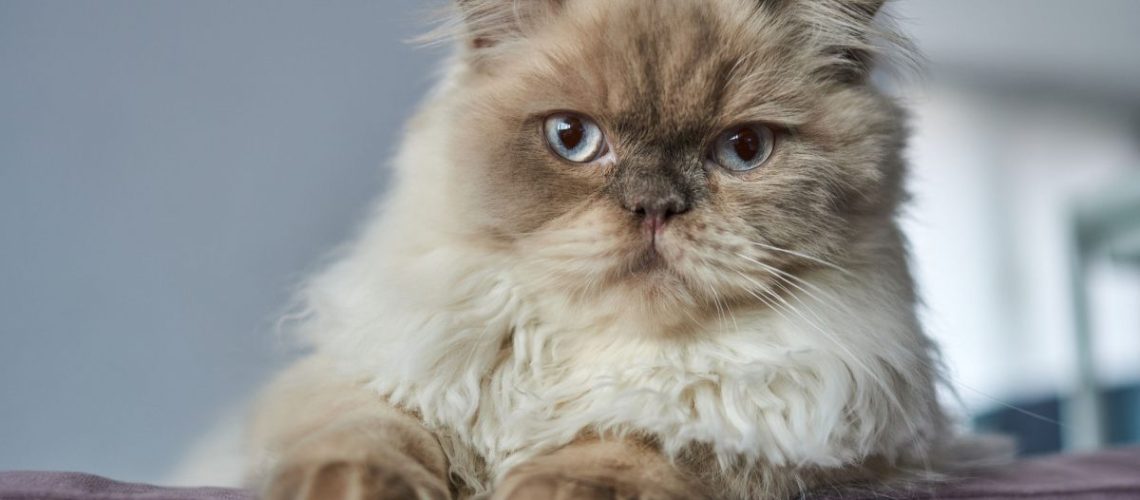 Himalayan Cat Names