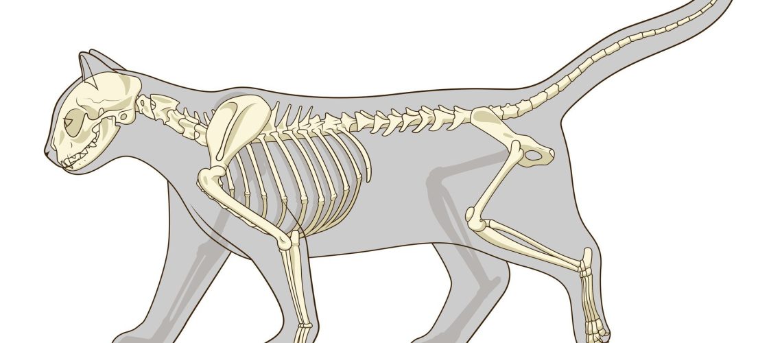 Hip Dysplasia: A Cat's Hidden Pain