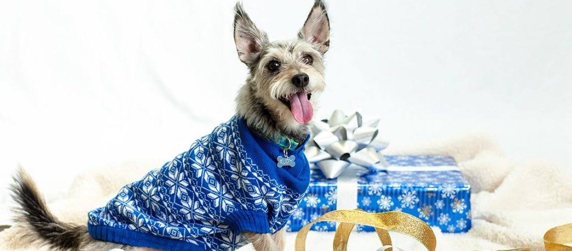 Holiday Health Scares: Caring for Your Pet