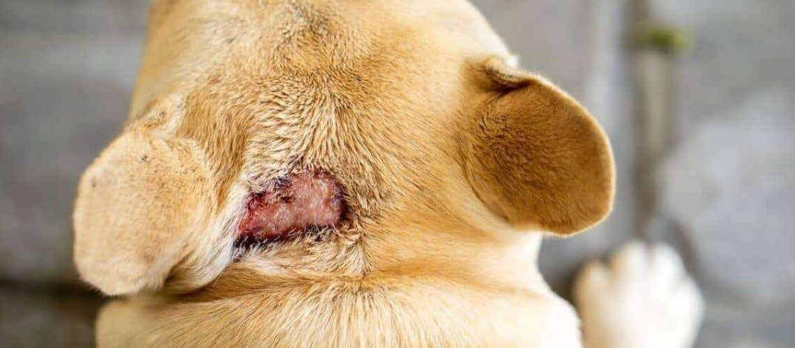 Hot Spots on Dogs-WildCreaturey