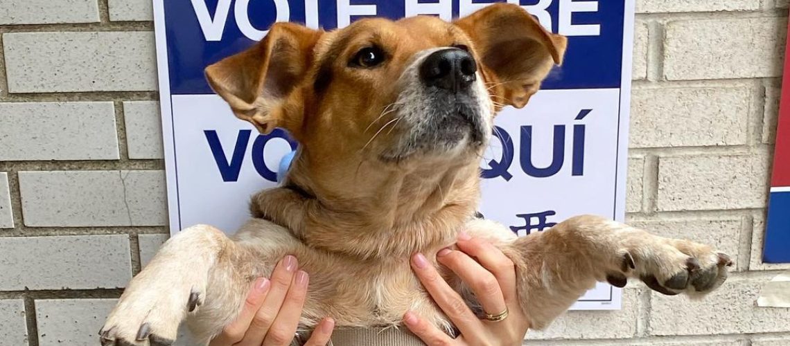 How My Rescue Pup and His Big Ears Brighten the Internet-WildCreaturey