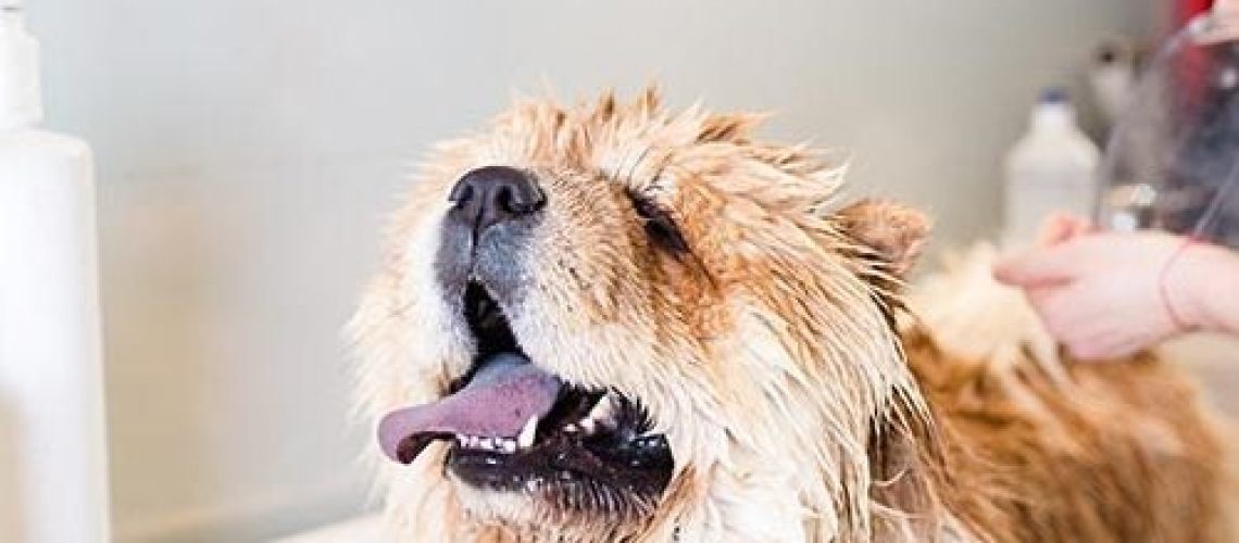 How Often Should You Wash Your Dog?-WildCreaturey