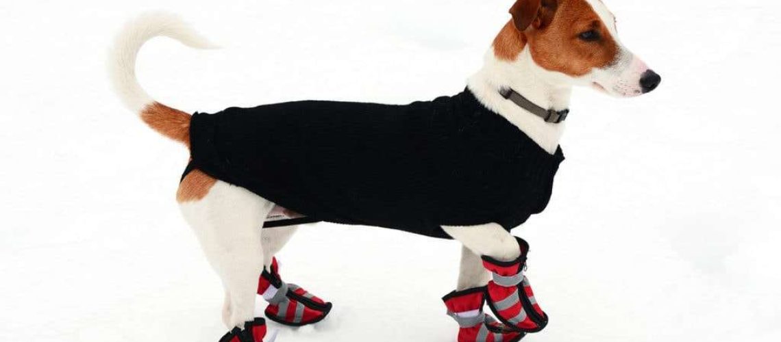 How To Train Your Pup To Wear Dog Boots-WildCreaturey