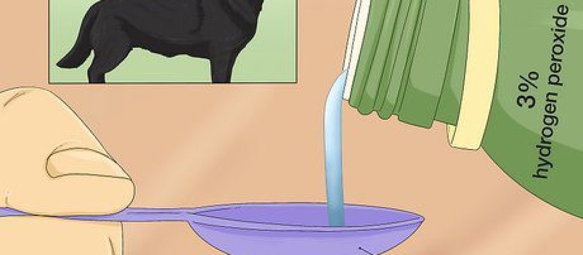 How and When to Induce Vomiting in a Puppy-WildCreaturey