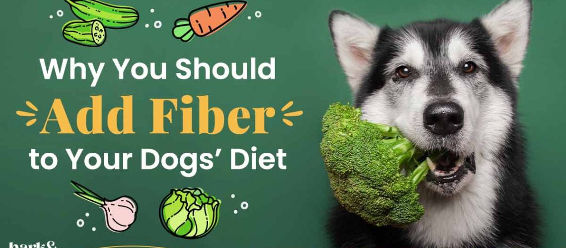 How To Add Fiber To Your Dogs Diet - WildCreaturey