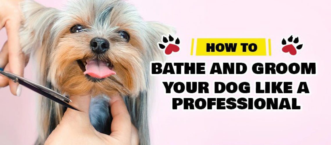 How to Bathe and Groom Your Puppy-WildCreaturey