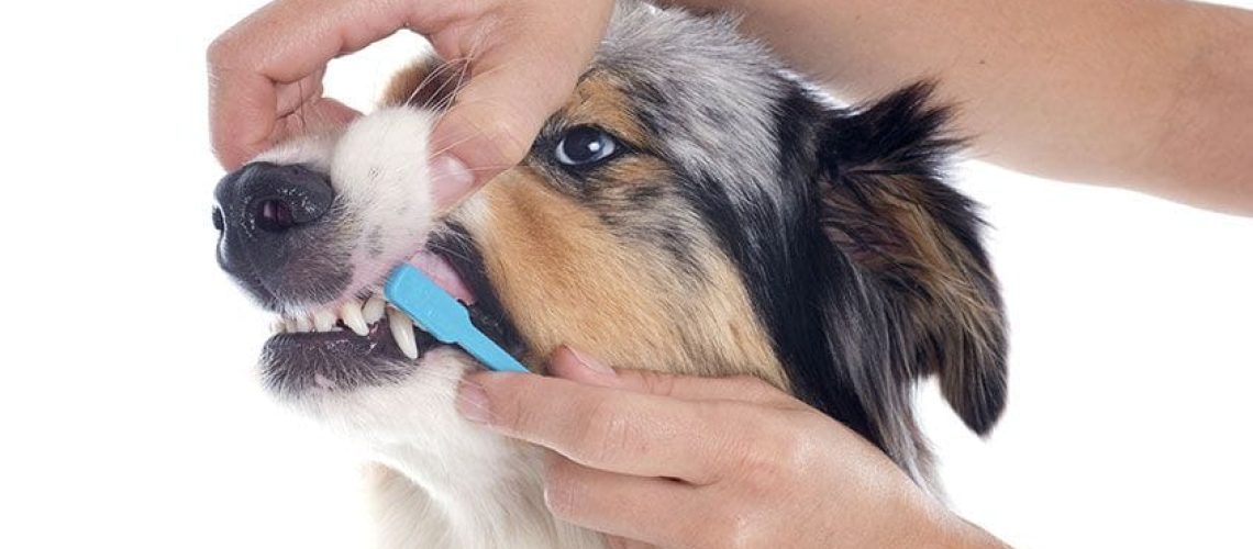 How to Care for Your Dog's Teeth-WildCreaturey