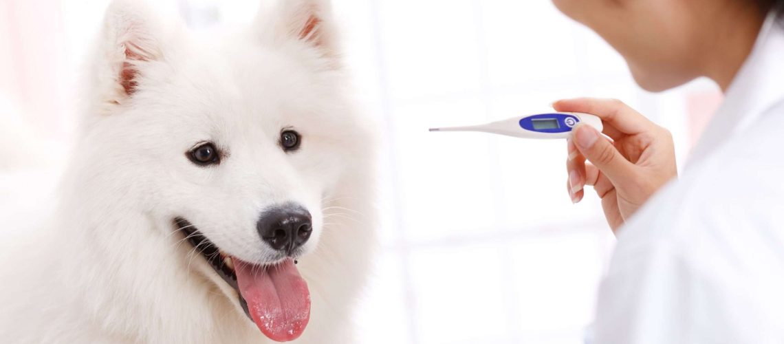 How to Check Your Dogs Body Temperature-WildCreaturey