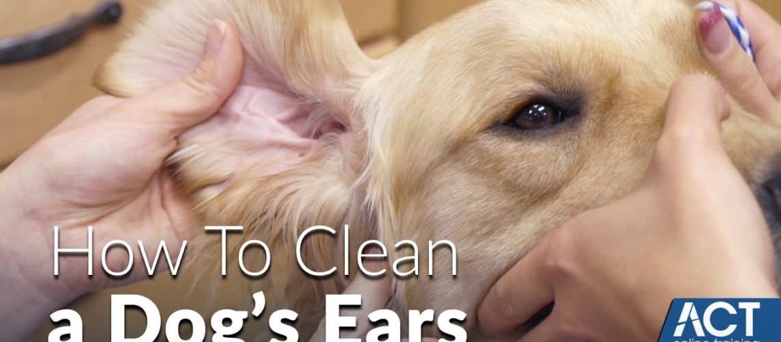 How to Clean Your Dog's Ears-WildCreaturey