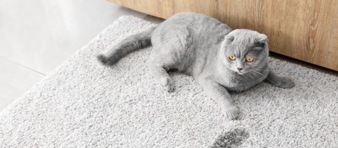 How-to-Get-Cat-Urine-Smell-Out-of-Carpet