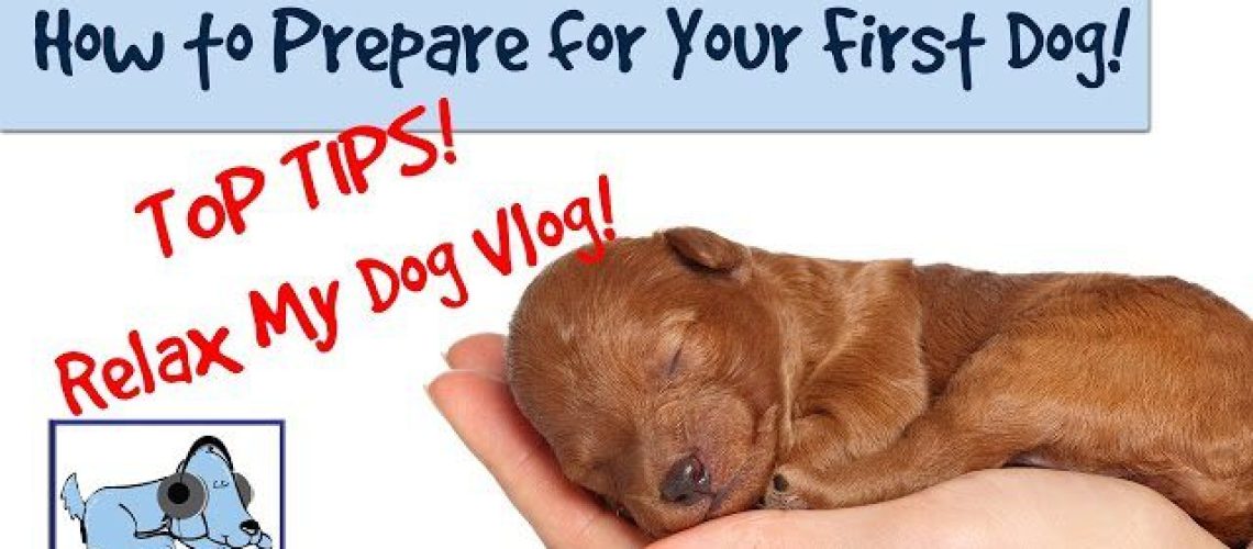 How to Get Your First Dog-WildCreaturey