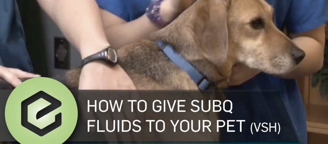 How to Give Fluids to Your Puppy at Home-WildCreaturey