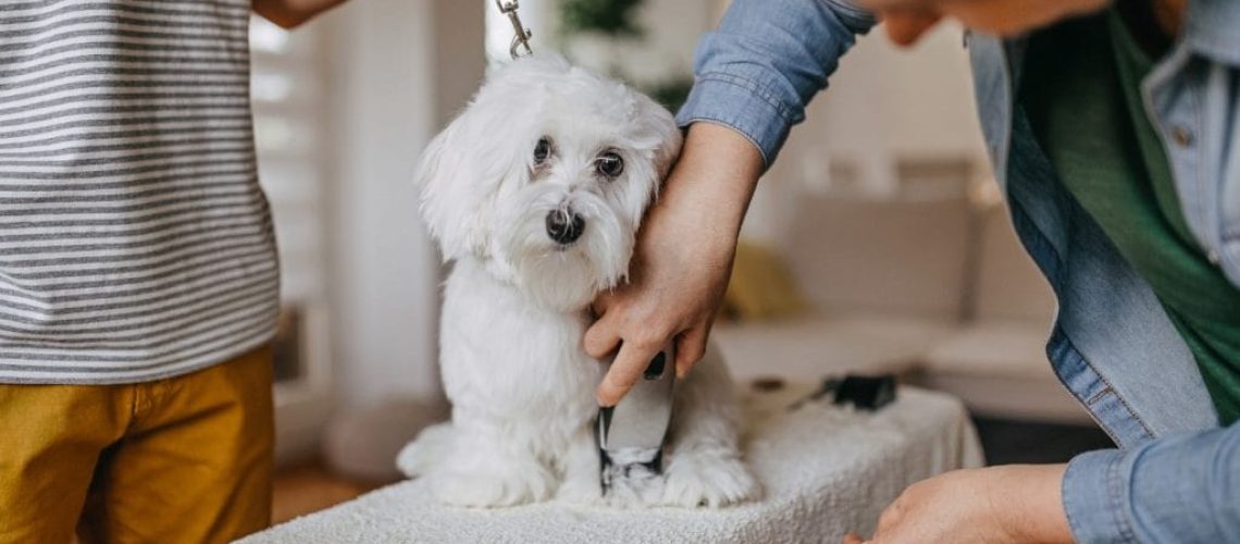 How to Give Your Dog a Haircut at Home-WildCreaturey