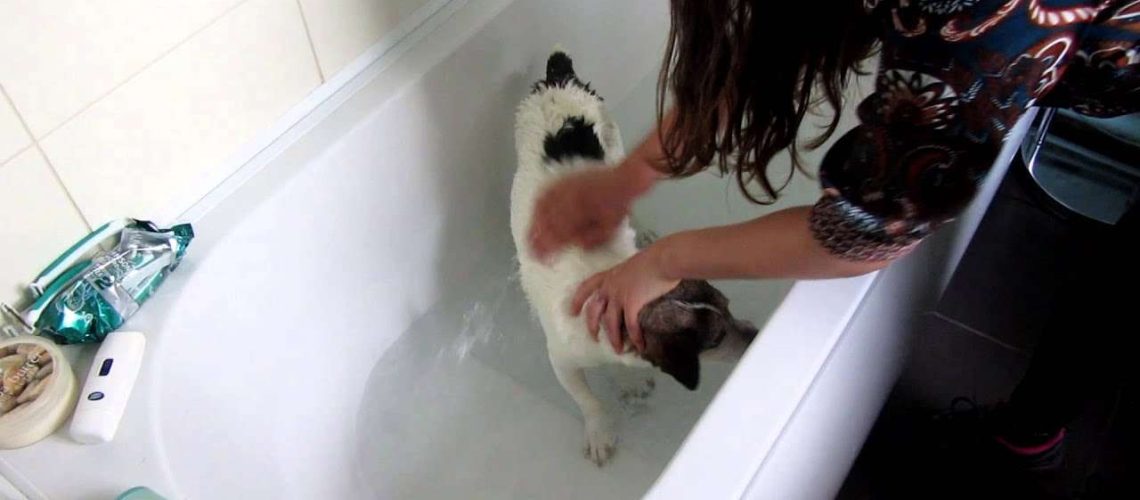How to Give a Flea Bath to Your Dog-WildCreaturey