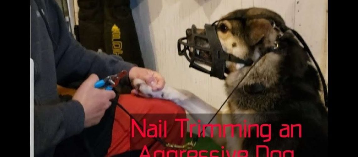 How to Handle Aggression in Dogs During Nail Clippings-WildCreaturey