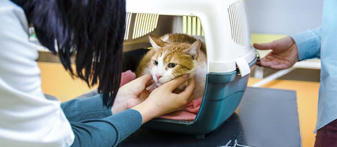 Vet Ventures: Stress-Free Vet Visits for Your Cat