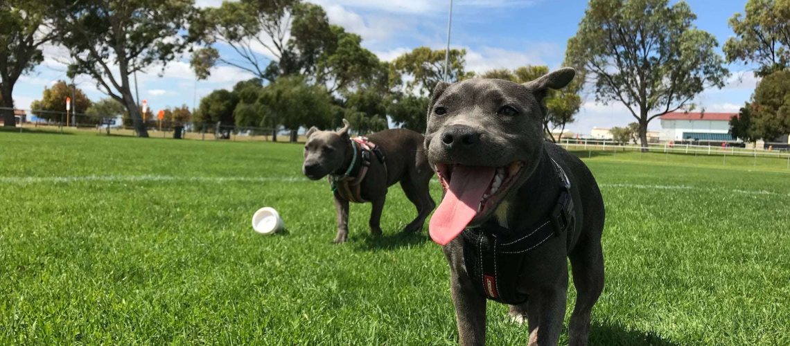 How to Keep Your Dog Healthy and Safe at Your Citys Dog Park-WildCreaturey