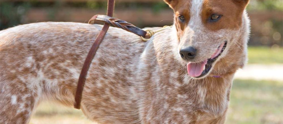 How to Leash Train a Dog That Pulls-WildCreaturey