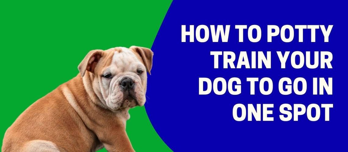 How to Potty Train Your Dog to Go in One Spot-WildCreaturey