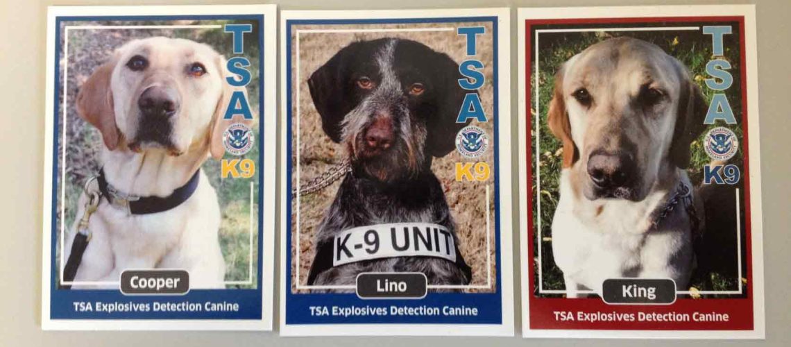 How to Qualify for TSA Dog Adoption-WildCreaturey