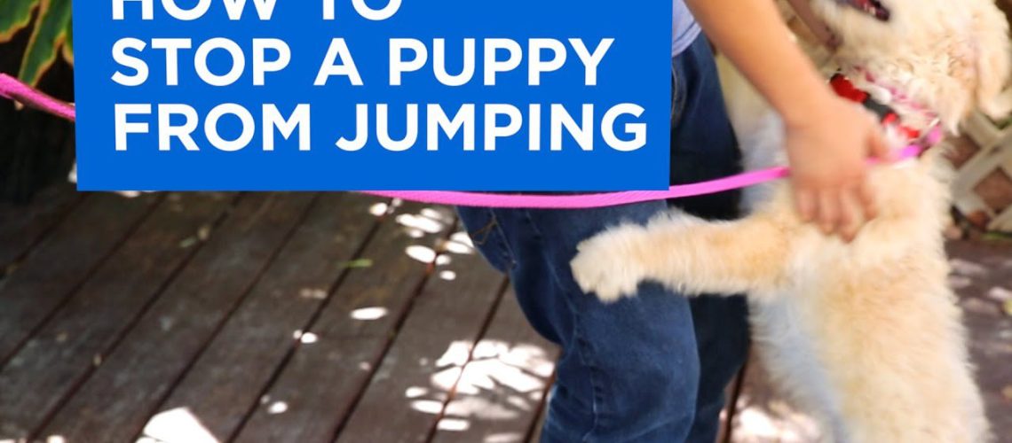 How to Stop Puppies From Jumping on People-WildCreaturey