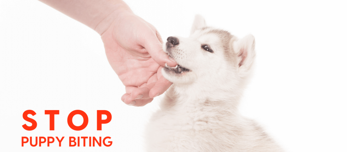 How to Stop Your Dog From Biting-WildCreaturey