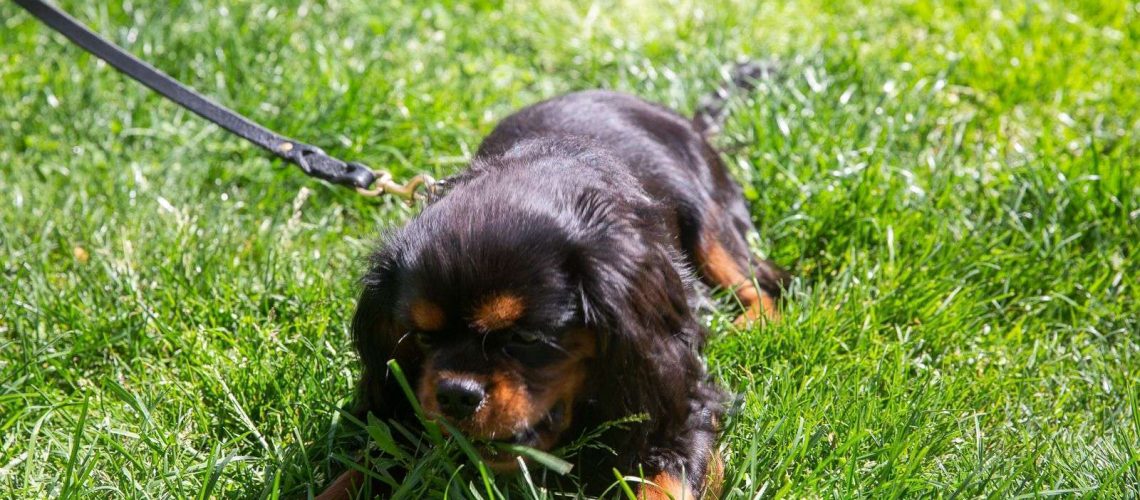 How to Stop Your Dog From Eating Grass-WildCreaturey