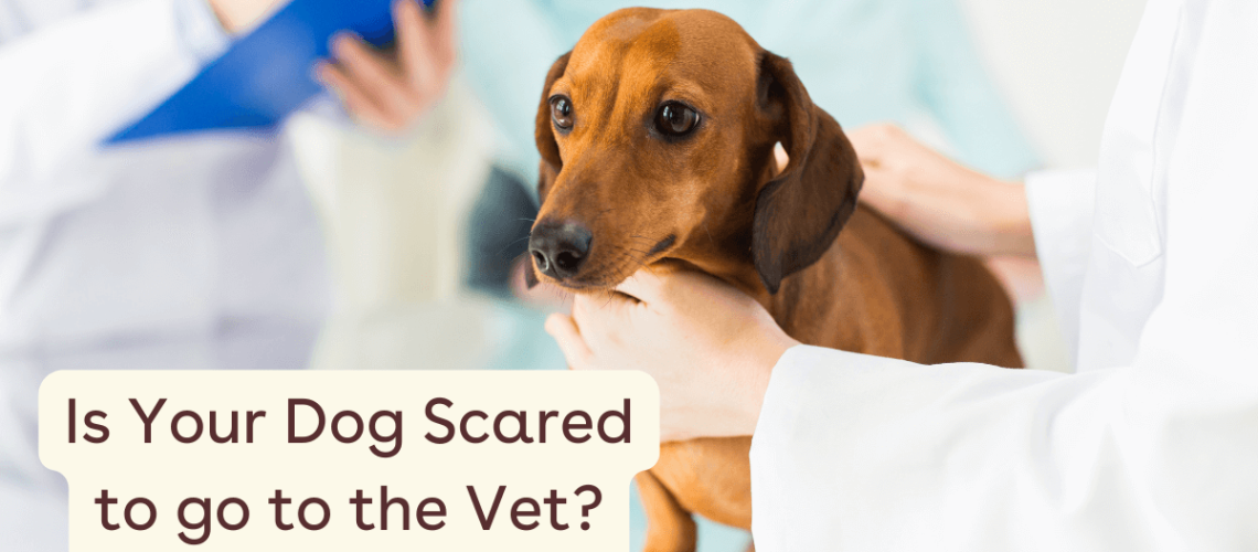 How to Stop Your Dog From Fearing the Veterinarian-WildCreaturey