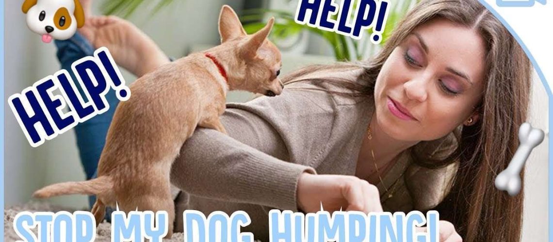 How to Stop Your Dog From Humping-WildCreaturey