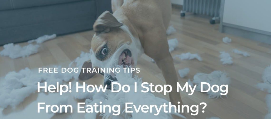 How to Stop Your Puppy From Eating Everything-WildCreaturey