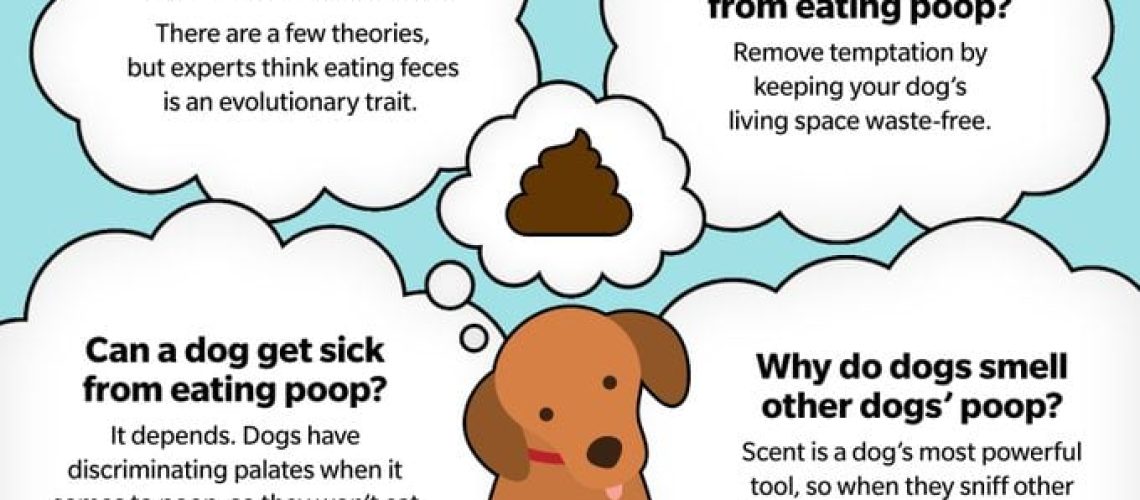 How to Stop Your Puppy From Eating Poop-WildCreaturey