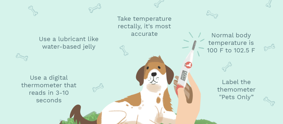 How to Take Your Puppy's Temperature-WildCreaturey