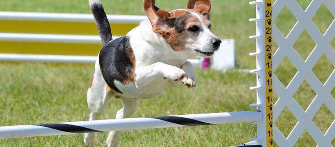 How to Train Your Dog in Agility Sports-WildCreaturey