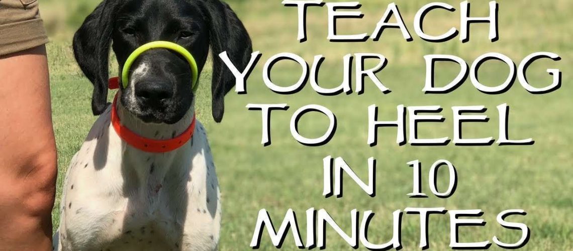 How to Train Your Dog to Heel-WildCreaturey