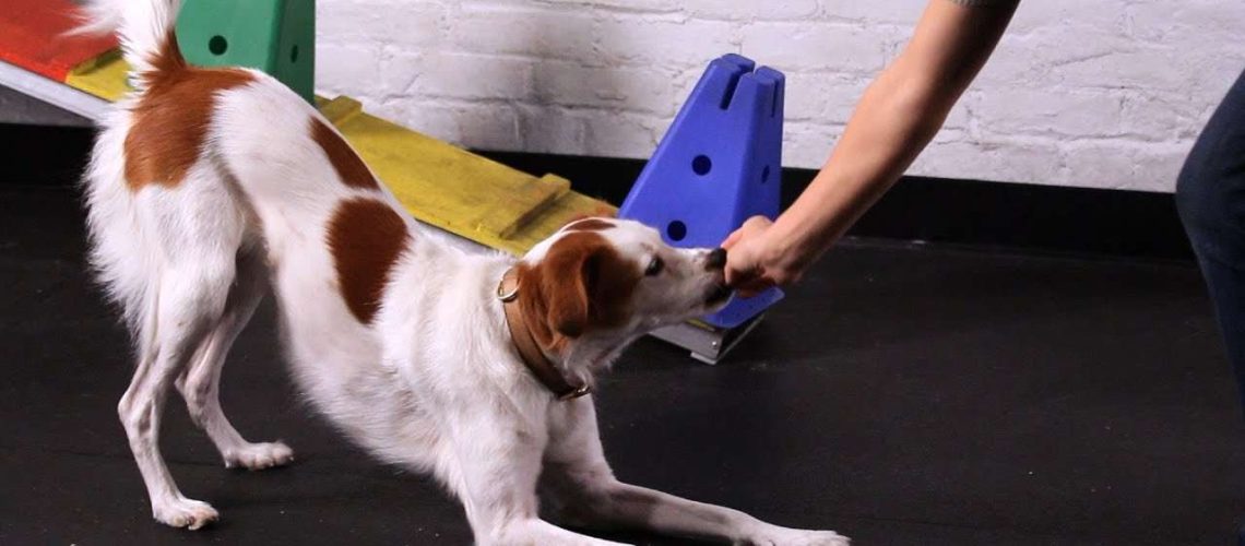 How to Train Your Dog to Take a Bow-WildCreaturey