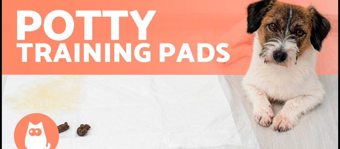 How to Train Your Puppy to Go on Potty Pads-WildCreaturey