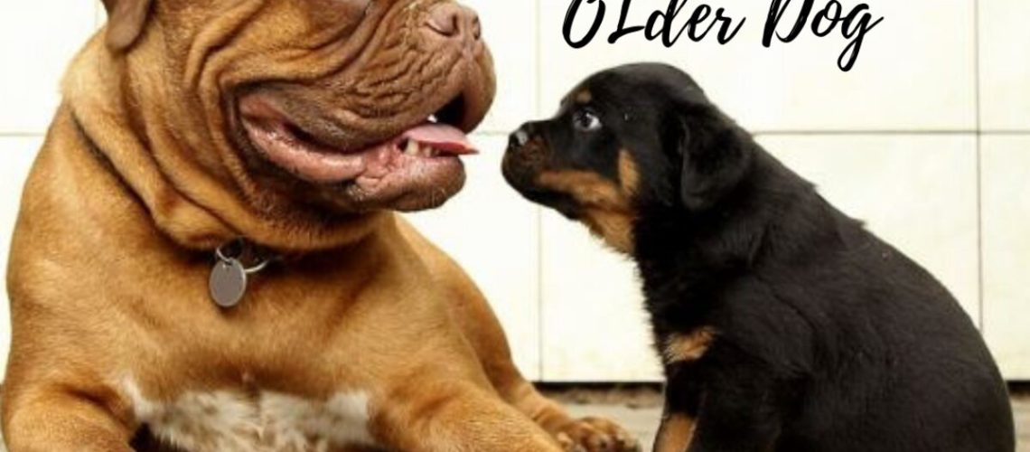 How to Train an Older Dog to Accept a New Puppy-WildCreaturey