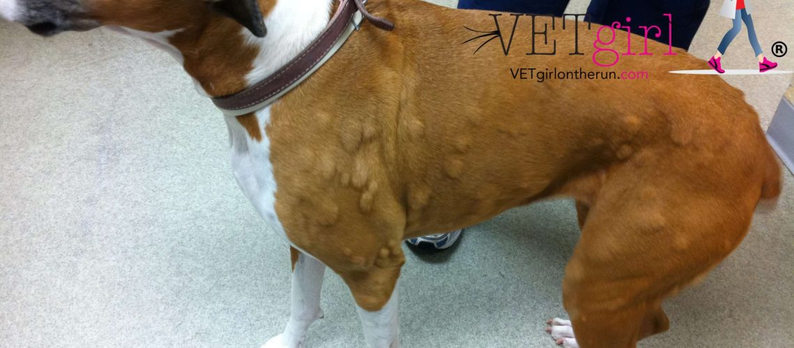 How to Treat Allergic Reactions in Dogs-WildCreaturey