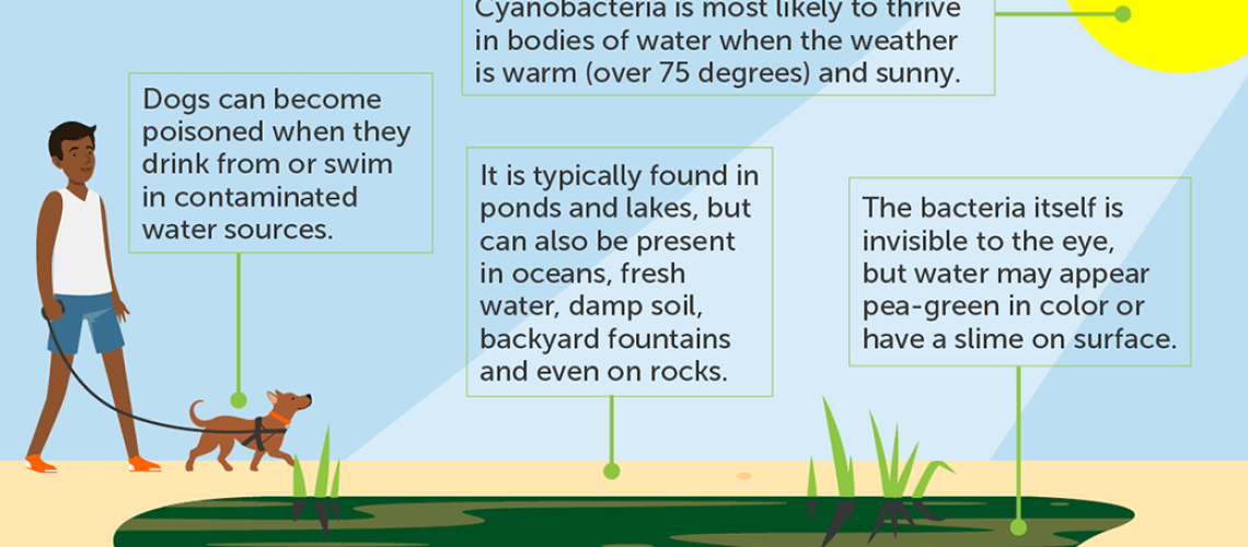 How to protect your dog from blue-green algae this summer-WildCreaturey