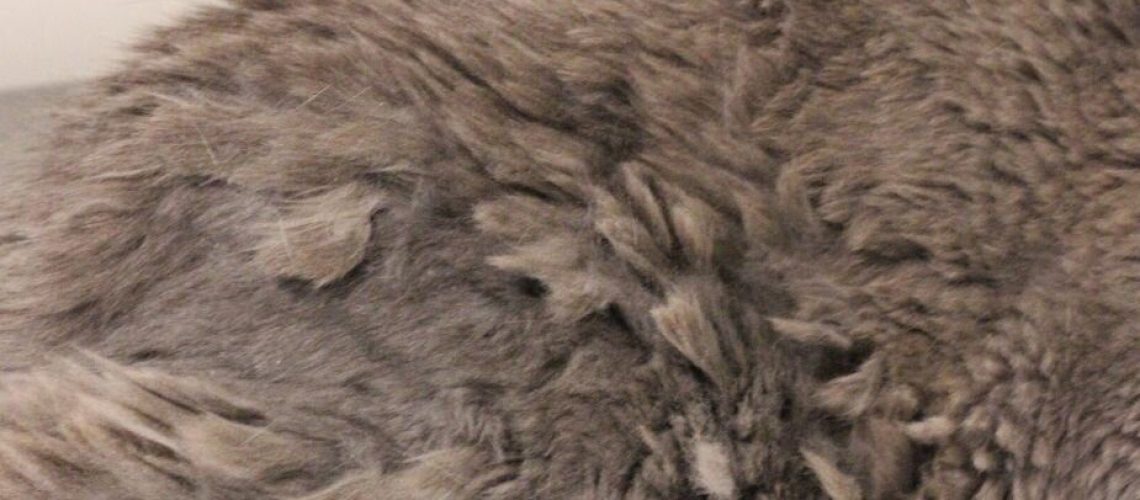 How to Painlessly Get Mats Out of Cat Fur