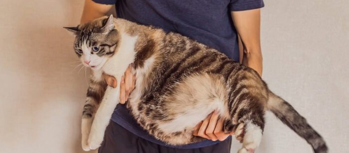 Hyperlipidemia: Watching Your Cat's Fat Levels