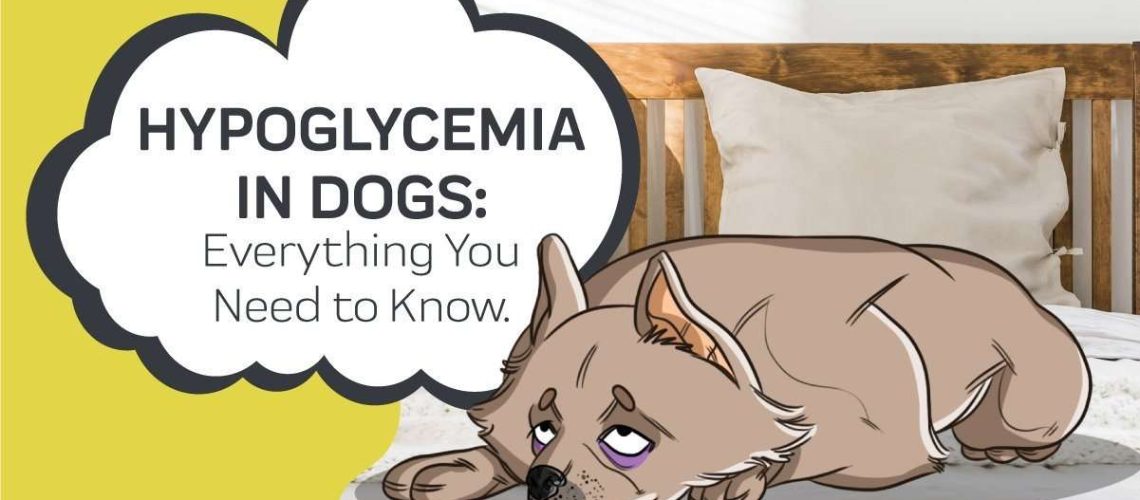 Hypoglycemia in Puppies-WildCreaturey