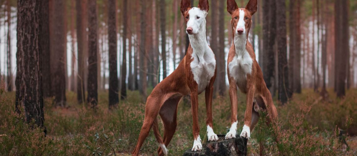 Ibizan Hound: Dog Breed Characteristics & Care-WildCreaturey