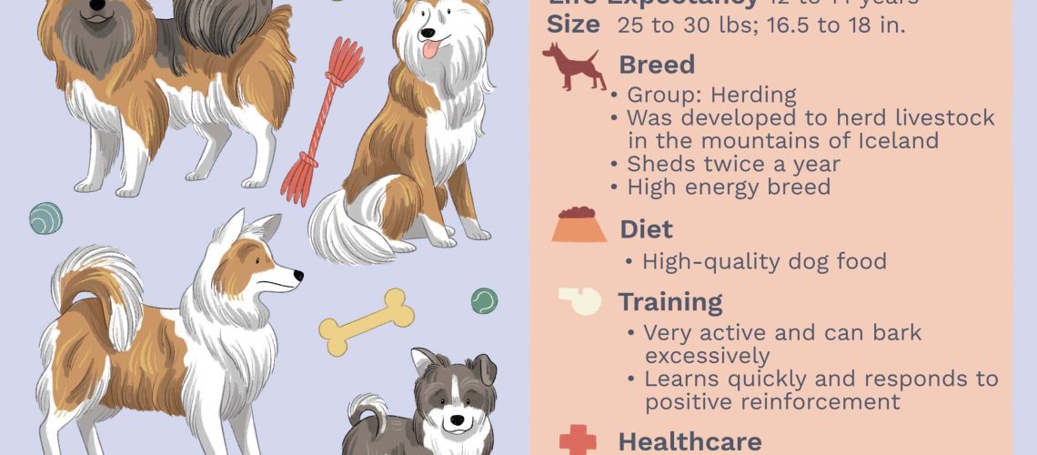 Icelandic Sheepdog: Dog Breed Characteristics & Care-WildCreaturey