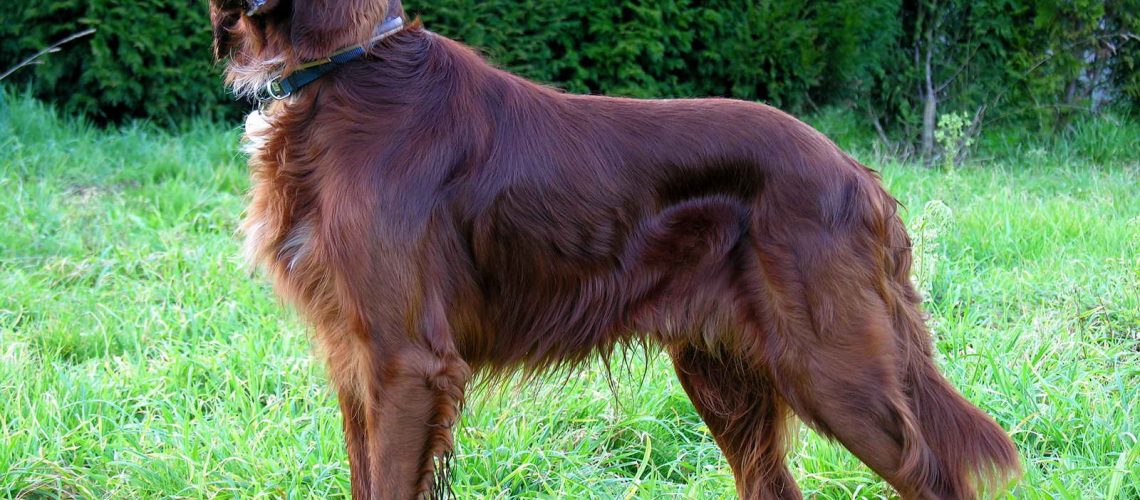 Irish Setter (Red Setter): Dog Breed Characteristics & Care-WildCreaturey